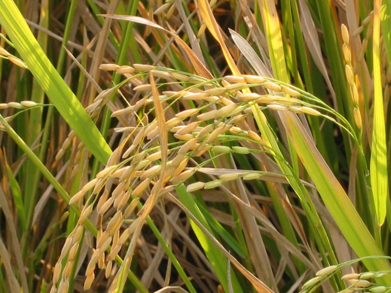 Photo of crops