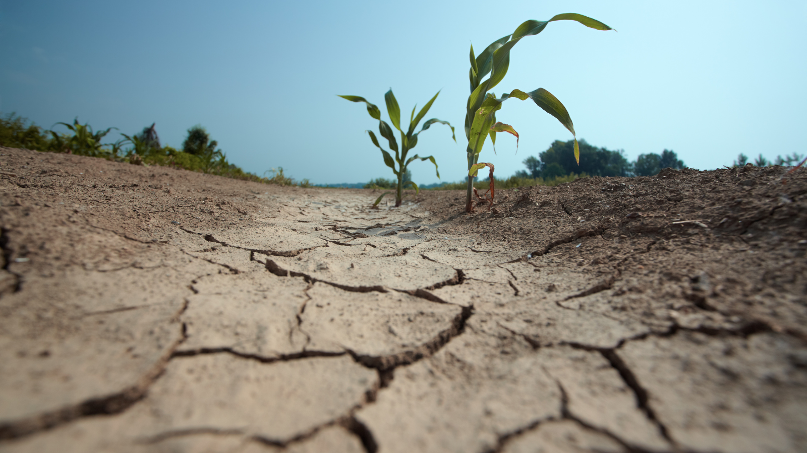Drought