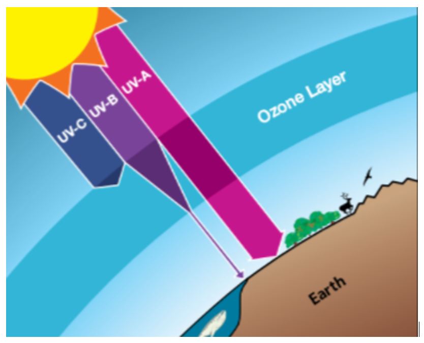 UV  protection by the Ozone Layer