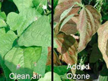 plants damaged by ozone