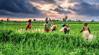Farmers working in a green rice field during a light rain shower under a cloudy sunset sky.