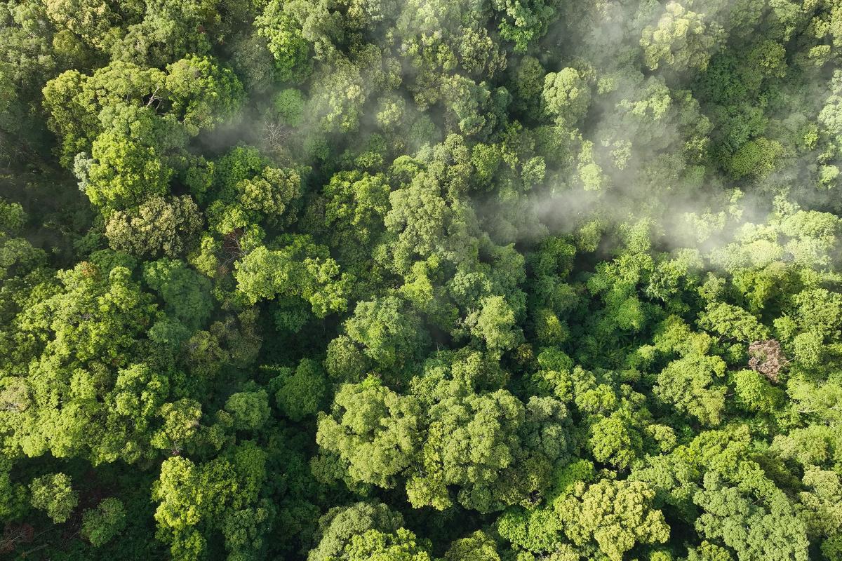 An aerial view of a lush green forest.