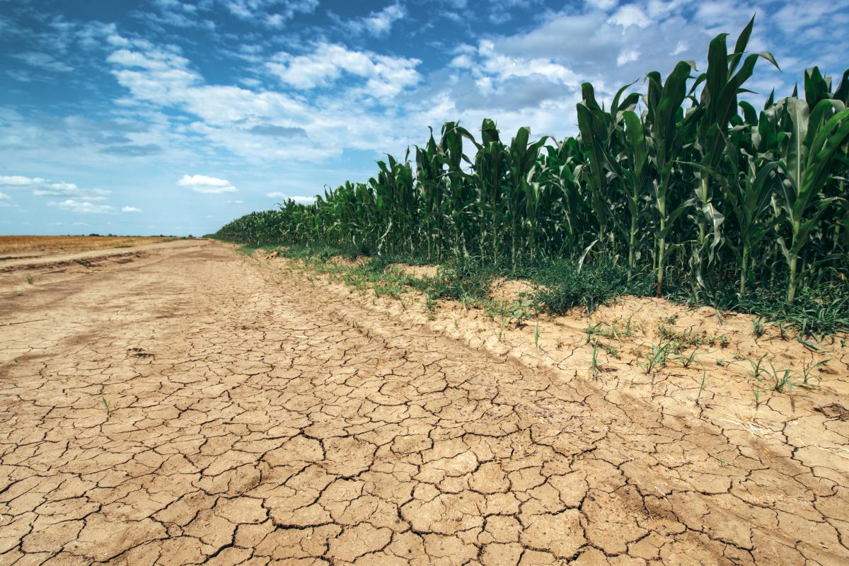 Cracked, dry soil next to a healthy green cornfield under a partly cloudy sky, illustrating drought conditions affecting agriculture.