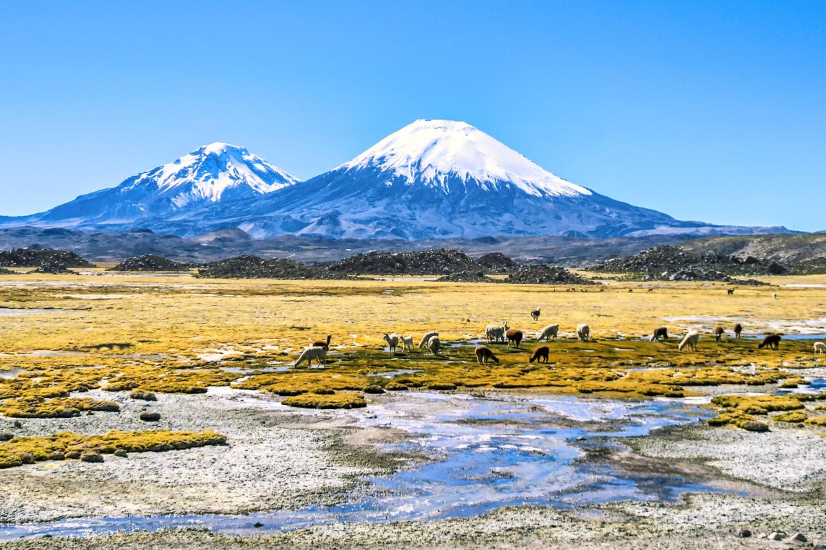Snow-capped mountains in the background with a grassy plain and a herd of llamas grazing near shallow water in the foreground under a clear blue sky.