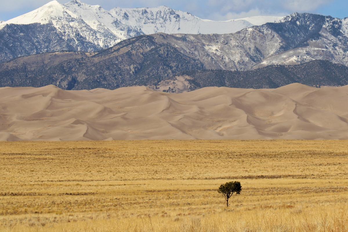 A single tree stands in a dry grassy field with sand dunes and snow-capped mountains in the background under a partly cloudy sky.