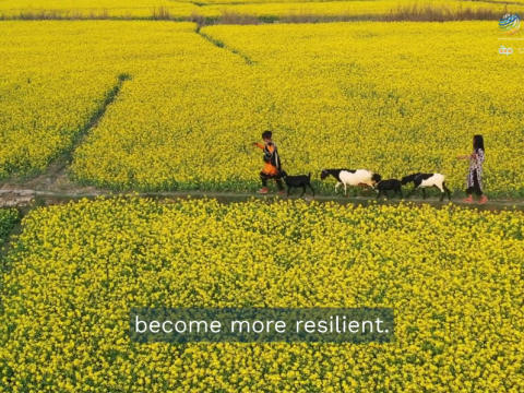 Two people walk goats along a narrow path through large yellow flowering fields; text overlay reads, "become more resilient.